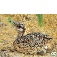 گونه میش مرغ Great Bustard